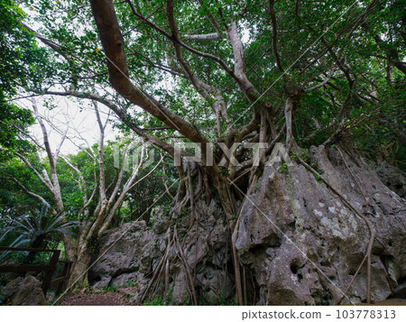 大石林山 沖繩觀光 大石林山 沖繩觀光 103778313