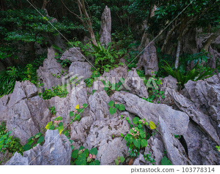 大石林山 沖繩觀光 大石林山 沖繩觀光 103778314