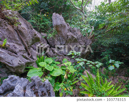 大石林山 沖繩觀光 大石林山 沖繩觀光 103778315