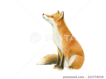 Sitting Ezo red fox hand drawn colored pencil drawing Sitting Ezo red fox hand drawn colored pencil drawing 103778439
