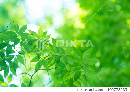 Refreshing spring sprouts Fresh green Refreshing spring sprouts Fresh green 103778985