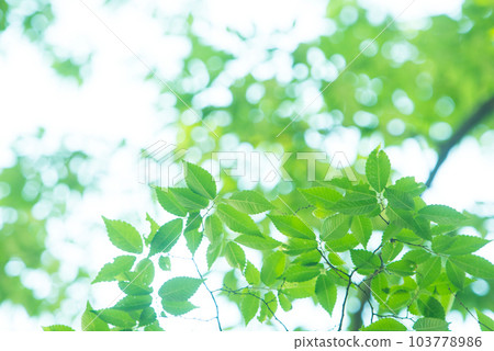 清新的春芽新綠 103778986