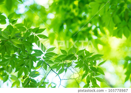 Refreshing spring sprouts Fresh green 103778987
