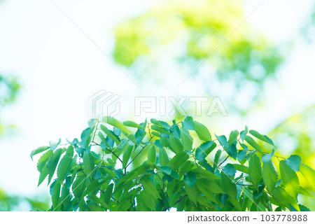 Refreshing spring sprouts Fresh green Refreshing spring sprouts Fresh green 103778988
