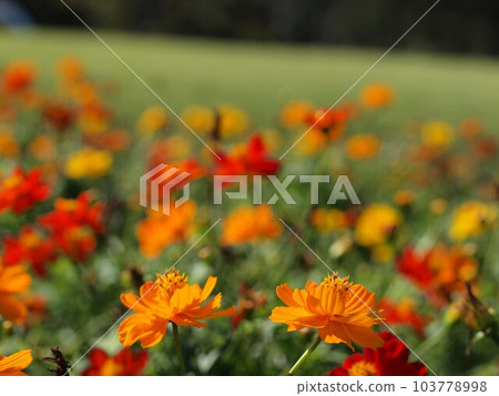 Autumn flower bed scenery 103778998