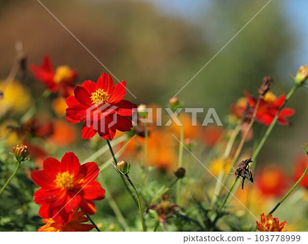 Autumn flower bed scenery 103778999