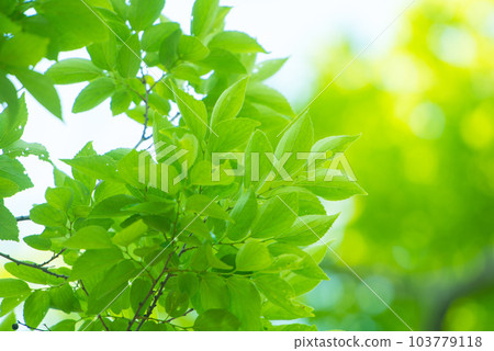 Refreshing spring sprouts Fresh green 103779118