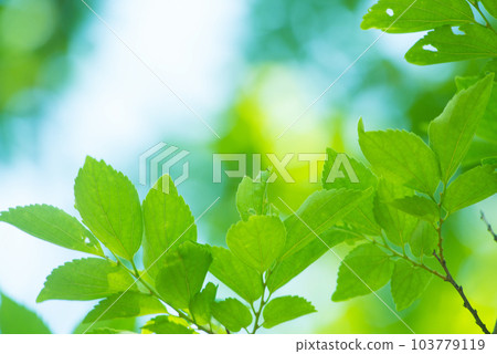 清新的春芽新綠 103779119