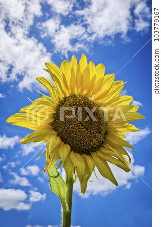 sunflowers in the garden, flowers image 103779167