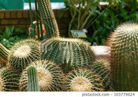 Cactus thorns shining in the light Cactus thorns shining in the light 103779824
