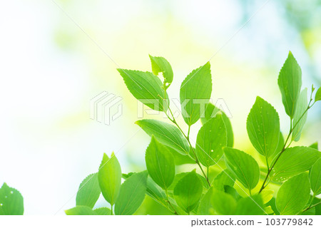 清新的春芽新綠 103779842