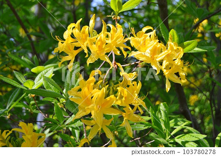 Rhododendron (Azalea) flowers in the city park during spring 103780278