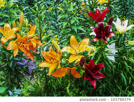Lily flower Lily flower 103780374