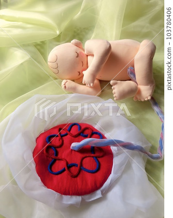 Realistic size and weight reproduction of fetal appendages and fetuses 103780406