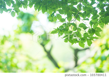 Refreshing spring sprouts Fresh green 103780411