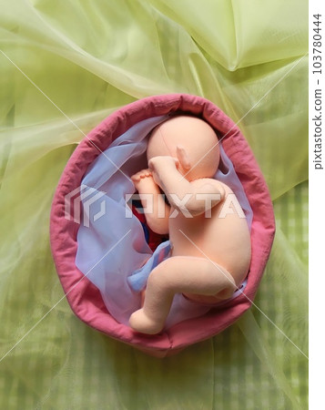 忠實重建懷孕期間的胎兒 103780444