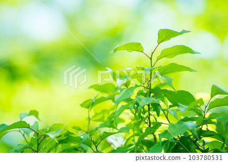 Refreshing spring sprouts Fresh green Refreshing spring sprouts Fresh green 103780531
