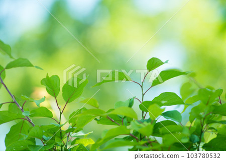清新的春芽新綠 清新的春芽新綠 103780532