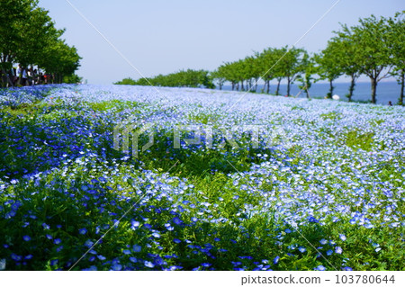 喜林草 喜林草 103780644