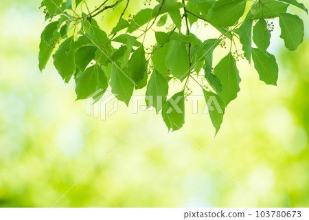 Refreshing spring sprouts Fresh green Refreshing spring sprouts Fresh green 103780673