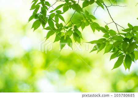 清新的春芽新綠 103780685