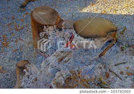A view of embers and ash after burning a tree A view of embers and ash after burning a tree 103781093