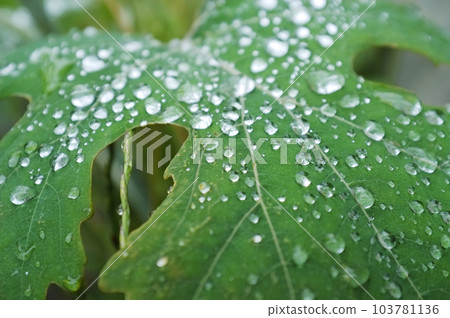 Morning dew on the leaves Morning dew on the leaves 103781136