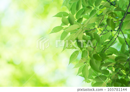 Refreshing spring sprouts Fresh green 103781144