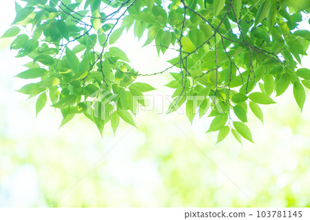 清新的春芽新綠 103781145