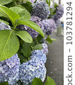 Hydrangea blooming on the roadside after the rain 103781294