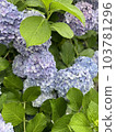 Hydrangea blooming on the roadside after the rain 103781296