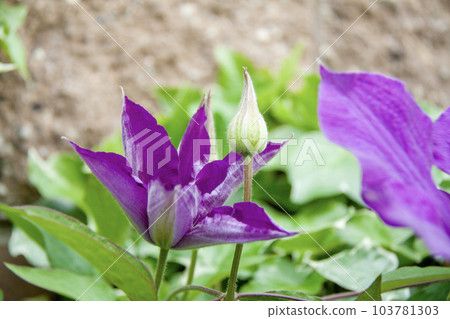 Clematis flowers and buds Clematis flowers and buds 103781303