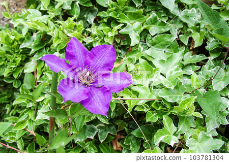 ivy and clematis ivy and clematis 103781304