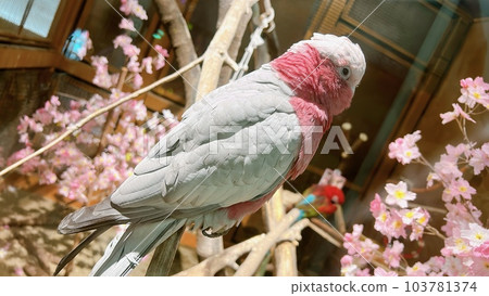Pink parrots 103781374