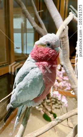 Pink parrots Pink parrots 103781375