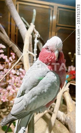 Pink parrots Pink parrots 103781378