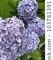 Hydrangea blooming on the road after the rain 103781391
