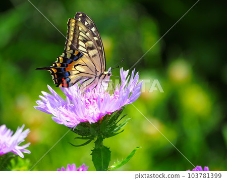 在 Stokesia 吸食花蜜的 Papilio machaon。 103781399