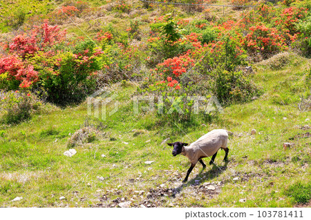 Fresh green, azaleas and sheep Fresh green, azaleas and sheep 103781411