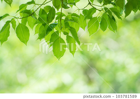 清新的春芽新綠 103781589