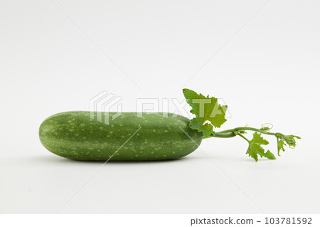 A fresh winter melon know as ash gourd, white gourd or wax gourd with their green leaves and tops isolated on a white background. Winter melon is one of the popular foods in daily meals in Vietnam 103781592
