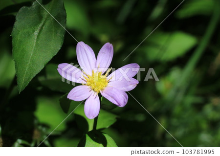 Miyako Wasure (Miyako Wasure) that blooms in early summer Miyako Wasure (Miyako Wasure) that blooms in early summer 103781995