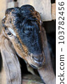Local goat 103782456
