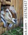 Local goat 103782457