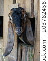 Local goat 103782458