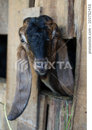 Local goat Local goat 103782458