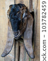 Local goat 103782459