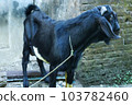 local goat 103782460