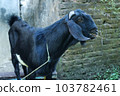 local goat 103782461