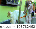 local goat 103782462
